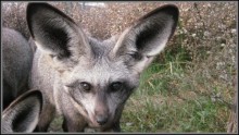 bat-eared-fox