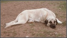 turkish-anatolian-shepherd-dog