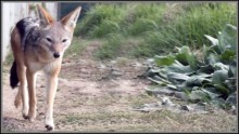 black-backed-jackal