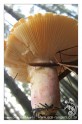 The underside of a mushroom showing the gills