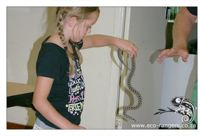 Brave volunteer with egg eating snake