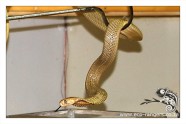 Cape Cobra
