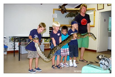 Our tiny Genets handling a Burnese Python 