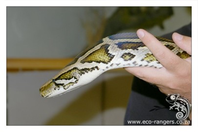 Slithering Snakes visit our Eco-Rangers