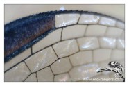 Closeup of the Dragon fly wing - lots of windows