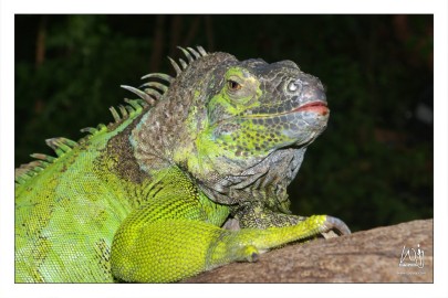 Green Tree Iguana