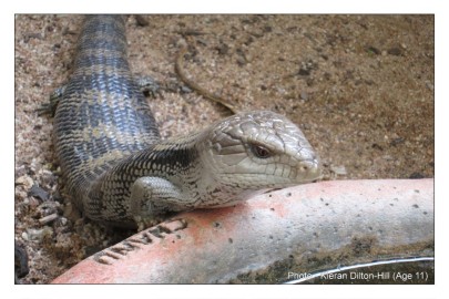 Common Blue Tongue skink