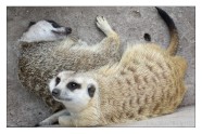 Playful Meerkats