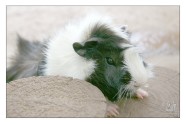 Cute and cuddly Guinea Pig