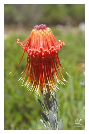 Protea Leucospermum Reflexum