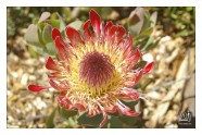 Protea Eximia