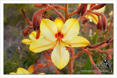blood-root-wachendorfia-paniculata