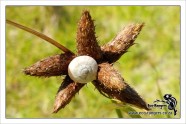 dormant-snail-in-a-deer-grass-seedhead