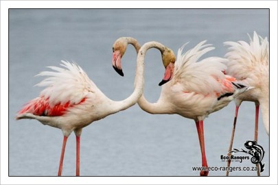 Flamingos in Paardevlei wetland